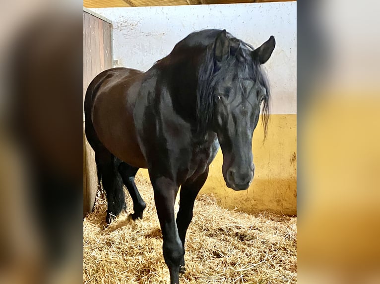 PRE Mix Giumenta 2 Anni 154 cm Grigio in Tarifa