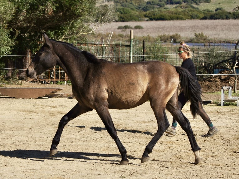 PRE Giumenta 2 Anni 154 cm Grigio in Tarifa