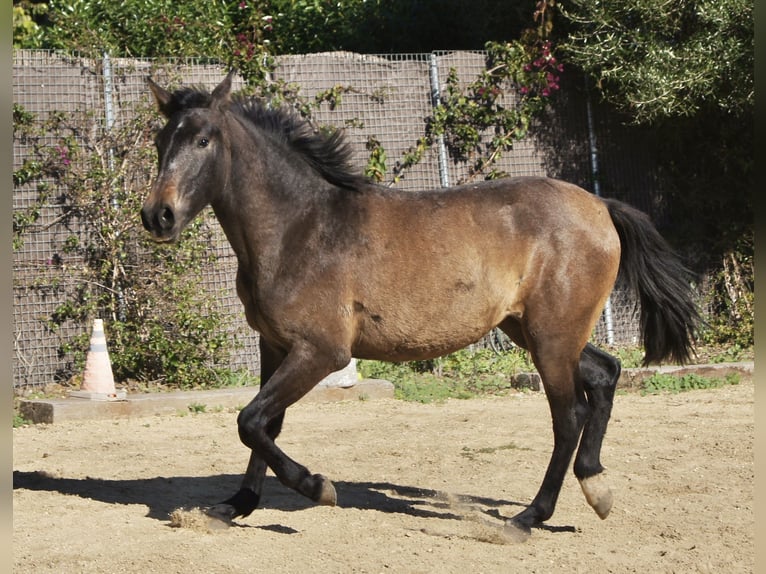 PRE Giumenta 2 Anni 154 cm Grigio in Tarifa