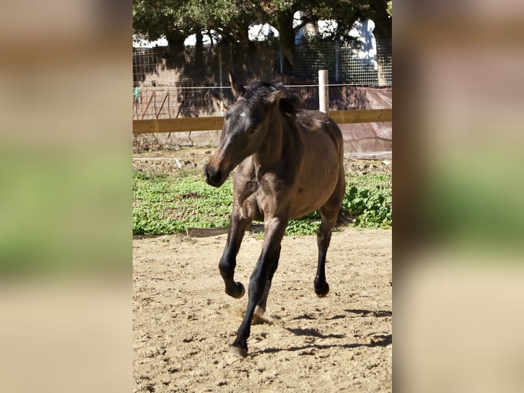 PRE Giumenta 2 Anni 154 cm Grigio in Tarifa