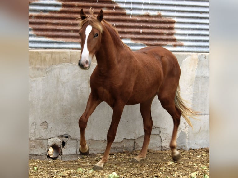 PRE Giumenta 2 Anni 154 cm Sauro in Rafelguaraf