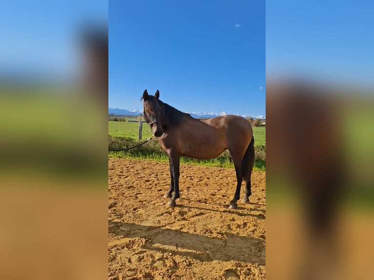 PRE Mix Giumenta 2 Anni 155 cm Falbo baio in Duffort