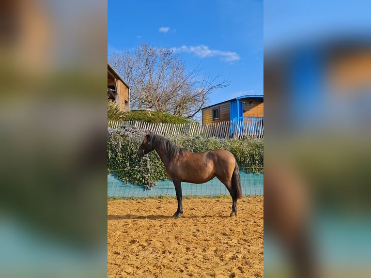 PRE Mix Giumenta 2 Anni 155 cm Falbo baio in Duffort