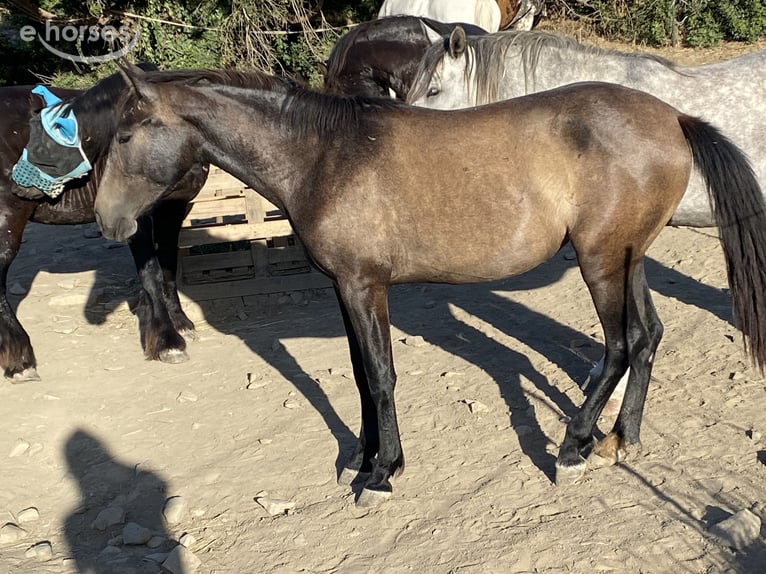PRE Giumenta 2 Anni 155 cm Grigio in Tarifa