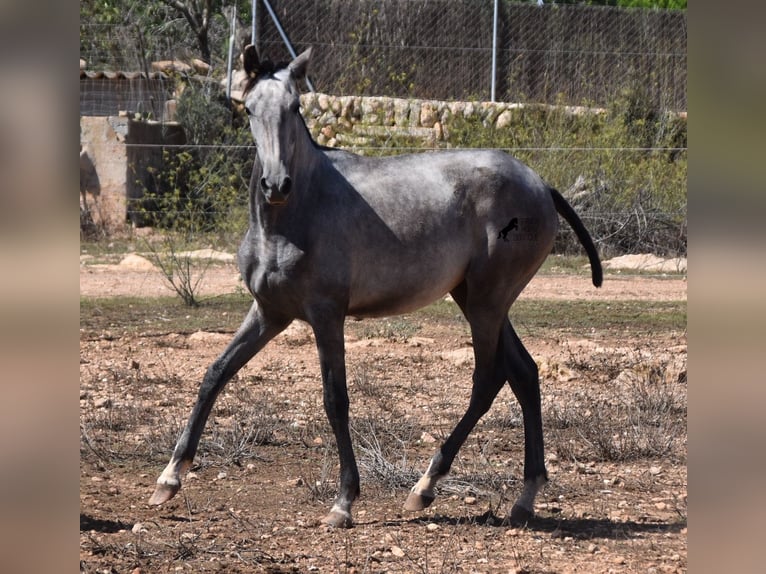 PRE Giumenta 2 Anni 155 cm Grigio in Mallorca