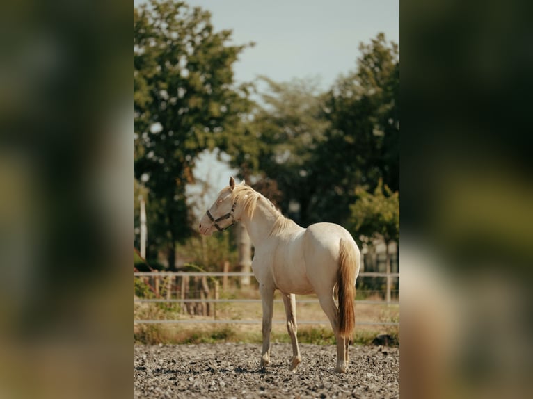 PRE Giumenta 2 Anni 155 cm Perlino in Bourtange