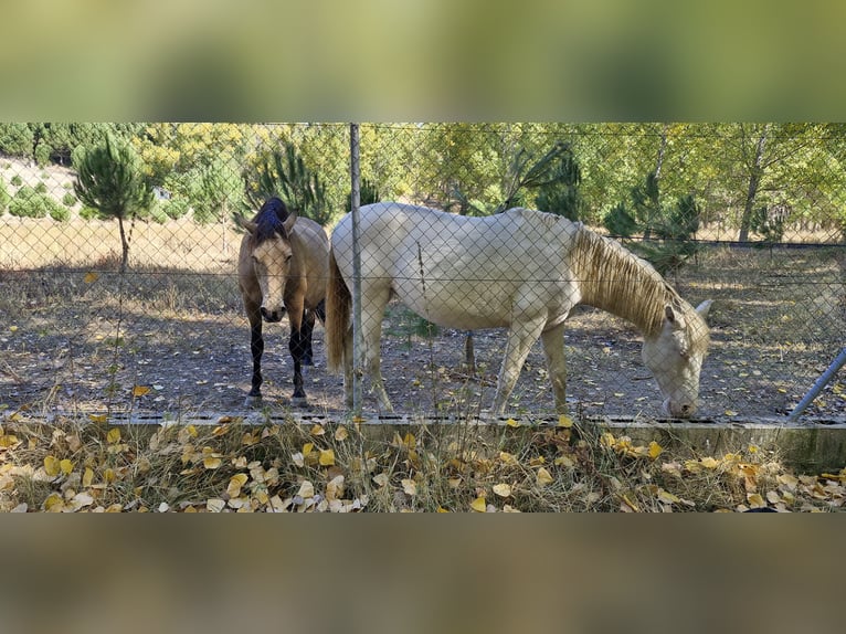 PRE Mix Giumenta 2 Anni 155 cm Perlino in Segovia