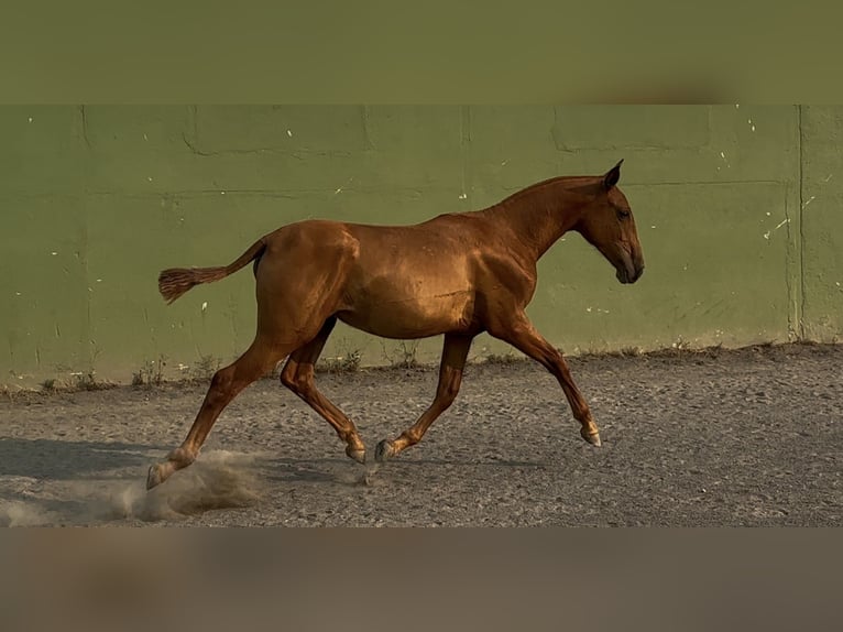 PRE Giumenta 2 Anni 155 cm Sauro in Xinzo De Limia