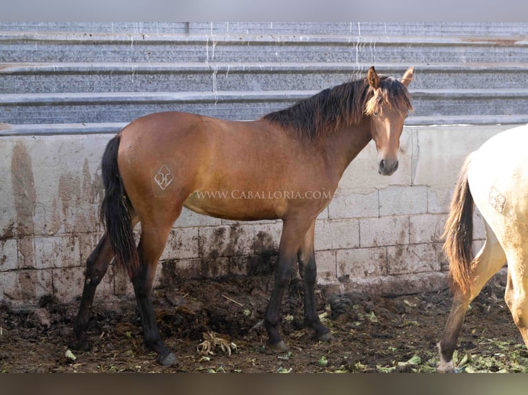 PRE Giumenta 2 Anni 157 cm Baio in Valencia