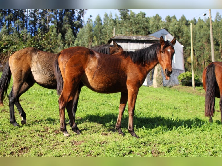 PRE Giumenta 2 Anni 157 cm Baio in Ortigueira