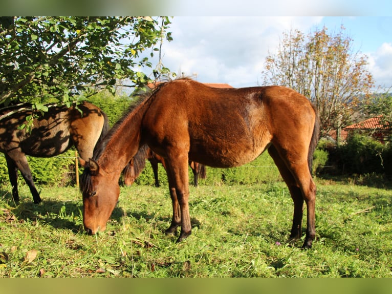 PRE Giumenta 2 Anni 157 cm Baio in Ortigueira