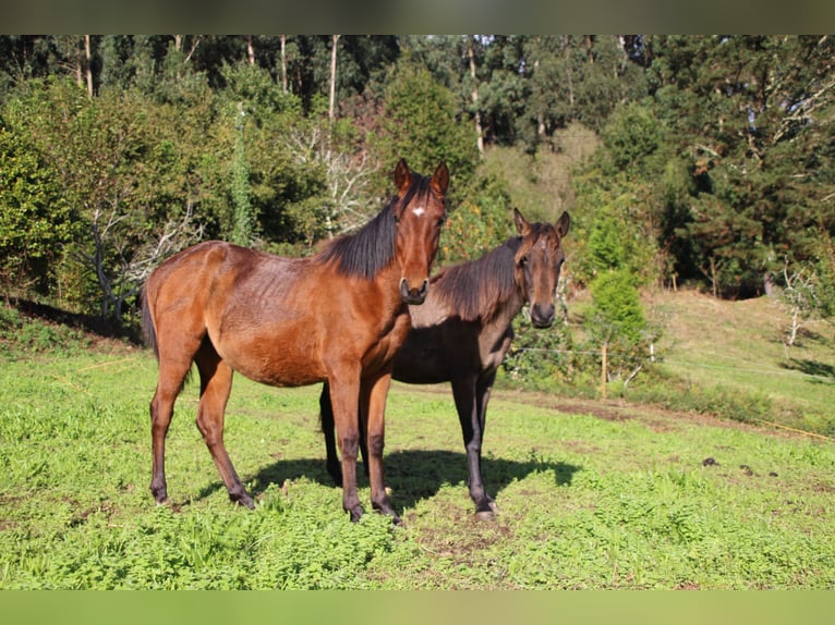 PRE Giumenta 2 Anni 157 cm Baio in Ortigueira