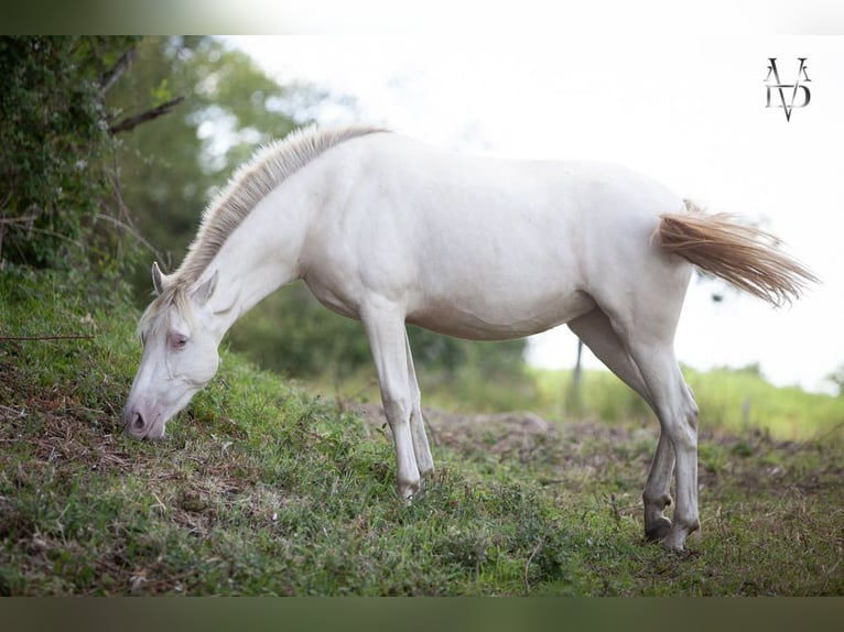 PRE Giumenta 2 Anni 158 cm Cremello in La Vespière-Friardel