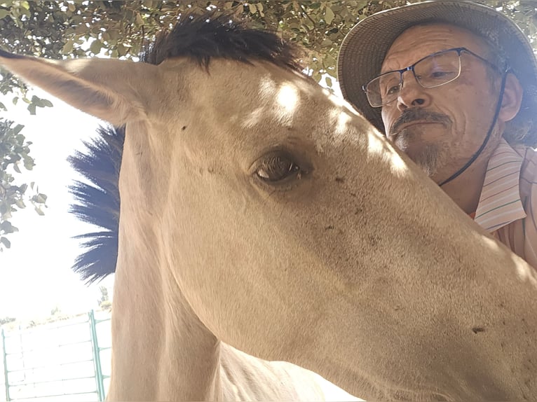 PRE Giumenta 2 Anni 160 cm Falbo in Pedrezuela