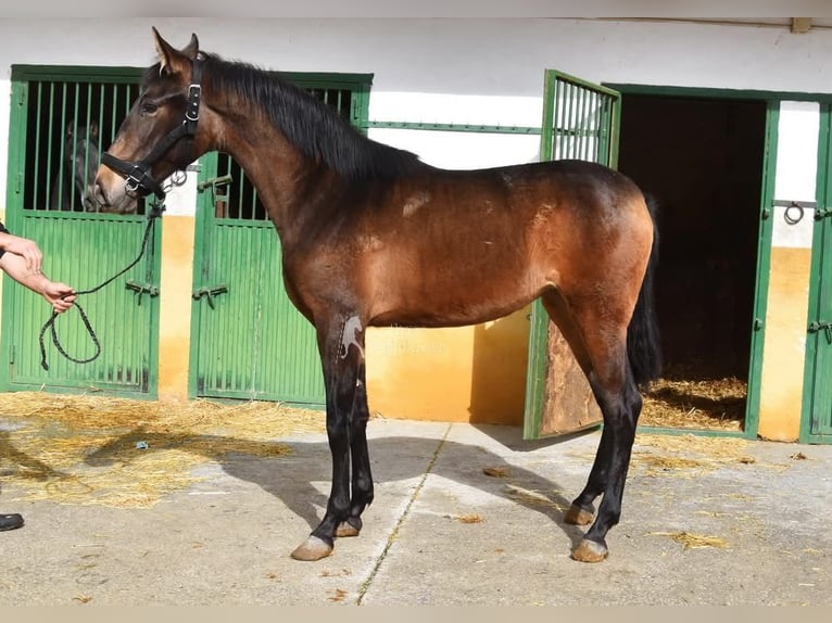 PRE Giumenta 2 Anni 160 cm Falbo in Provinz Granada