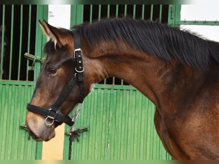 PRE Giumenta 2 Anni 160 cm Falbo in Provinz Granada