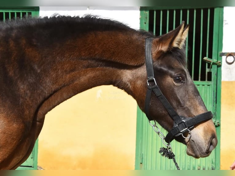 PRE Giumenta 2 Anni 160 cm Falbo in Provinz Granada