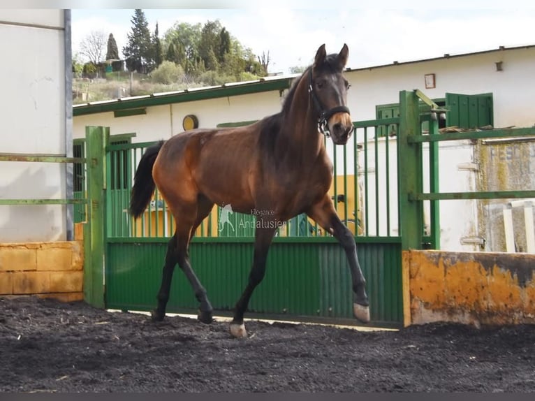 PRE Giumenta 2 Anni 160 cm Falbo in Provinz Granada