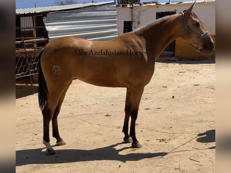 PRE Mix Giumenta 2 Anni 160 cm Falbo in Sevilla