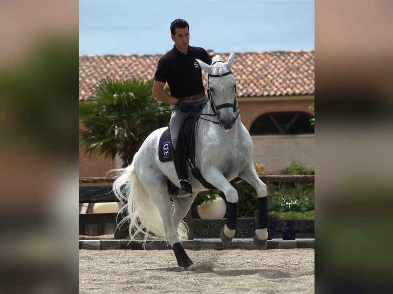 PRE Mix Giumenta 2 Anni 160 cm Grigio in Alveringem