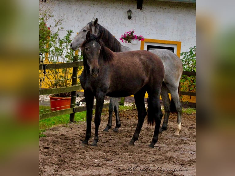 PRE Giumenta 2 Anni 160 cm Grigio ferro in Brandis