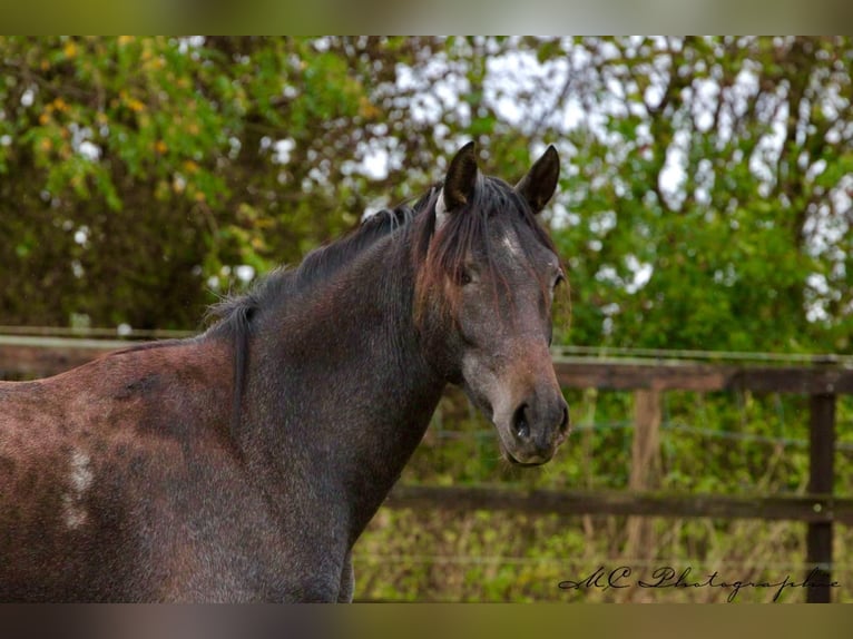 PRE Giumenta 2 Anni 160 cm Grigio ferro in Brandis