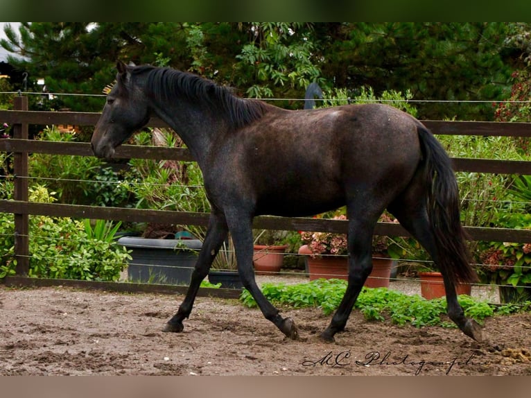PRE Giumenta 2 Anni 160 cm Grigio ferro in Brandis