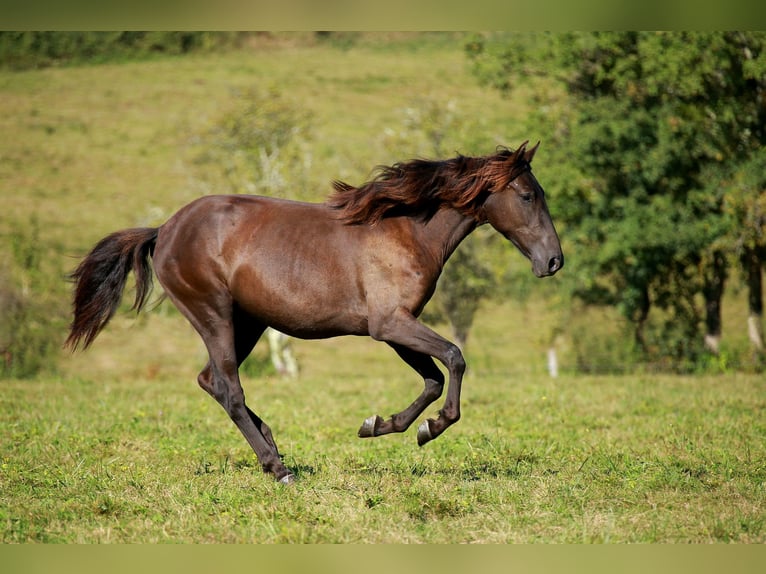 PRE Giumenta 2 Anni 160 cm Morello in Caumont