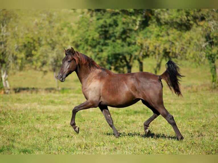 PRE Giumenta 2 Anni 160 cm Morello in Caumont