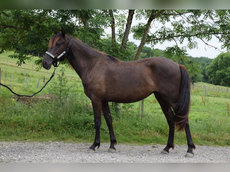 PRE Giumenta 2 Anni 160 cm Morello in Caumont