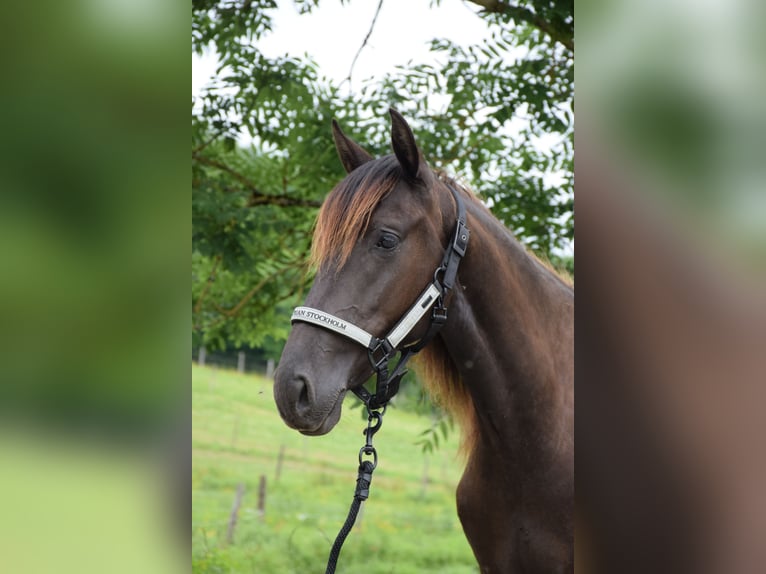 PRE Giumenta 2 Anni 160 cm Morello in Caumont