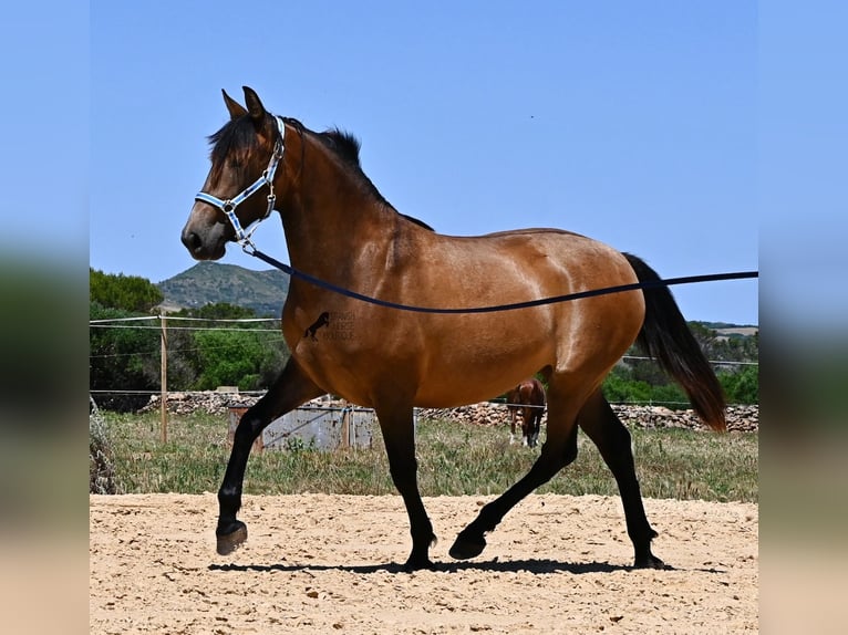 PRE Mix Giumenta 2 Anni 162 cm Falbo in Menorca