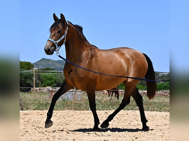 PRE Mix Giumenta 2 Anni 162 cm Falbo in Menorca