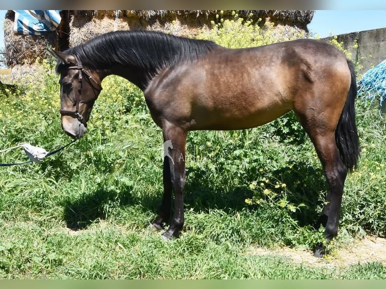 PRE Giumenta 2 Anni 162 cm Falbo in Provinz Granada