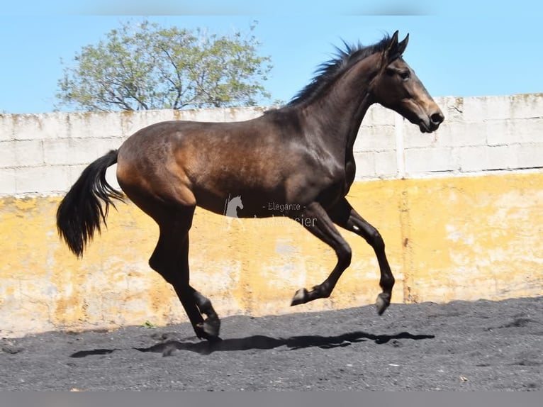 PRE Giumenta 2 Anni 162 cm Falbo in Provinz Granada