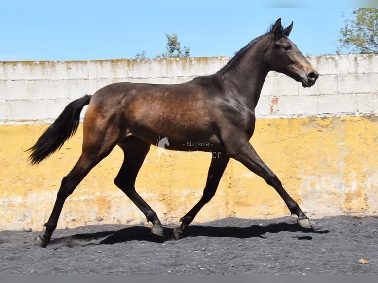 PRE Giumenta 2 Anni 162 cm Falbo in Provinz Granada