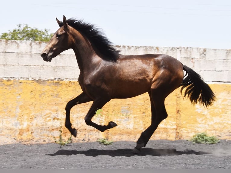 PRE Giumenta 2 Anni 162 cm Falbo in Provinz Granada