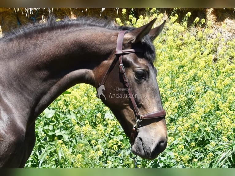 PRE Giumenta 2 Anni 162 cm Falbo in Provinz Granada