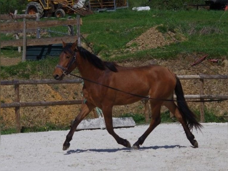 PRE Giumenta 2 Anni 163 cm Baio in MONTIGNY ST BARTHELEMY