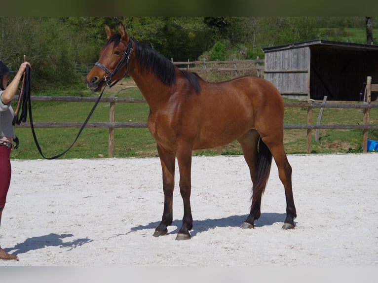 PRE Giumenta 2 Anni 163 cm Baio in MONTIGNY ST BARTHELEMY