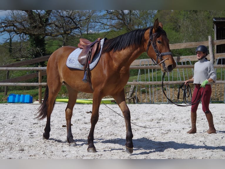 PRE Giumenta 2 Anni 163 cm Baio in MONTIGNY ST BARTHELEMY