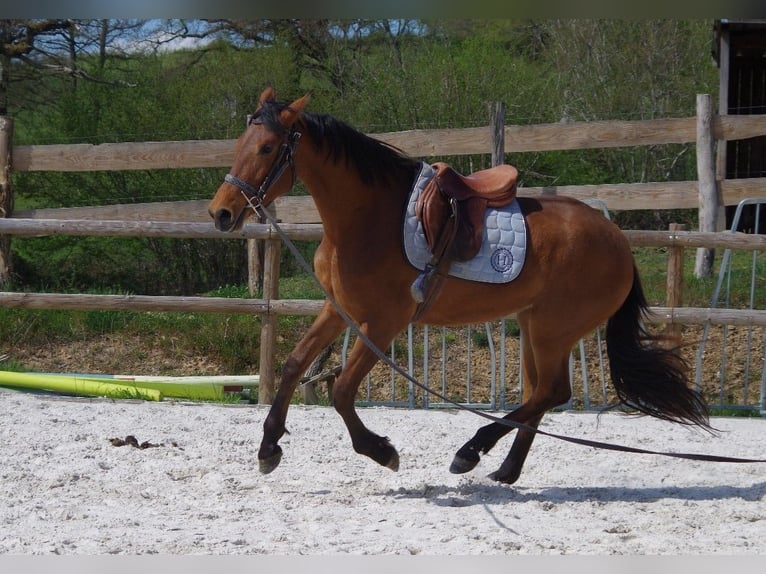 PRE Giumenta 2 Anni 163 cm Baio in MONTIGNY ST BARTHELEMY