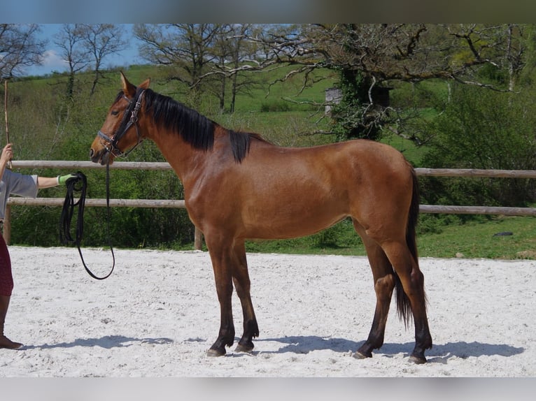 PRE Giumenta 2 Anni 163 cm Baio in MONTIGNY ST BARTHELEMY