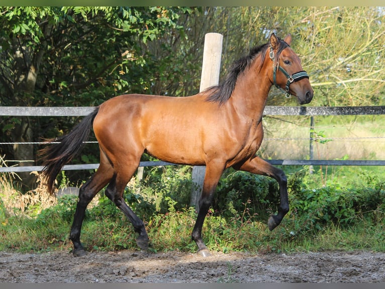 PRE Giumenta 2 Anni 163 cm Baio in Wremen