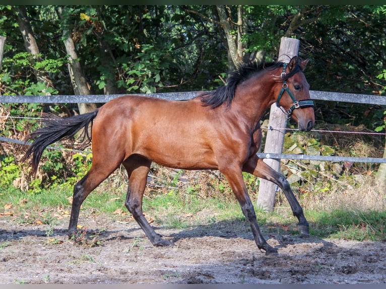 PRE Giumenta 2 Anni 163 cm Baio in Wremen