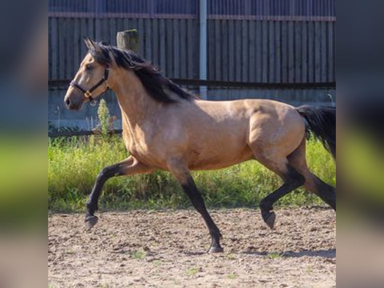 PRE Giumenta 2 Anni 163 cm Baio in Wremen