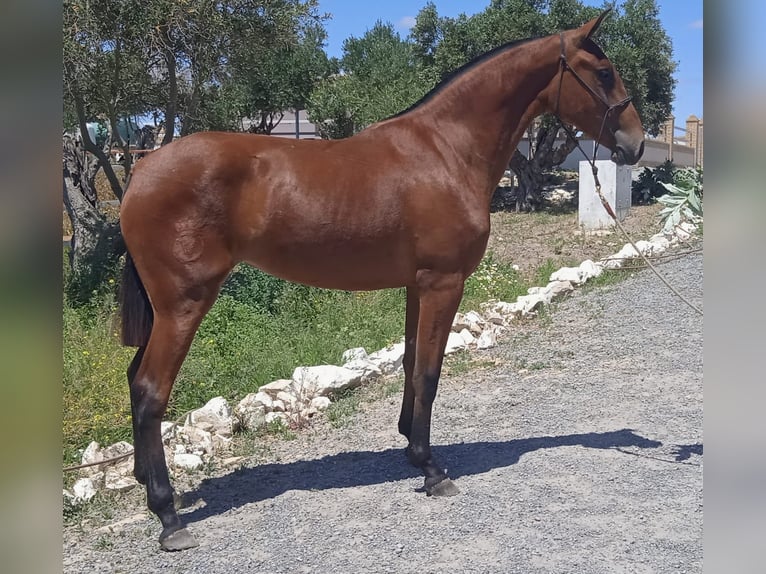 PRE Giumenta 2 Anni 163 cm Baio chiaro in Trebujena