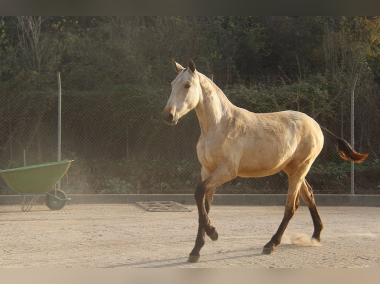 PRE Mix Giumenta 2 Anni 163 cm Falbo in Hamburg