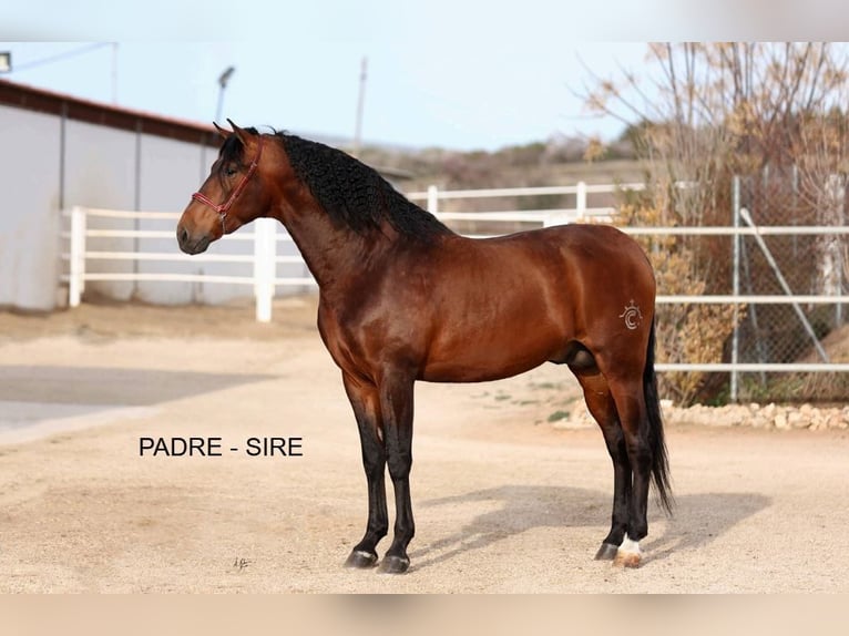 PRE Giumenta 2 Anni 164 cm Baio chiaro in Arjona