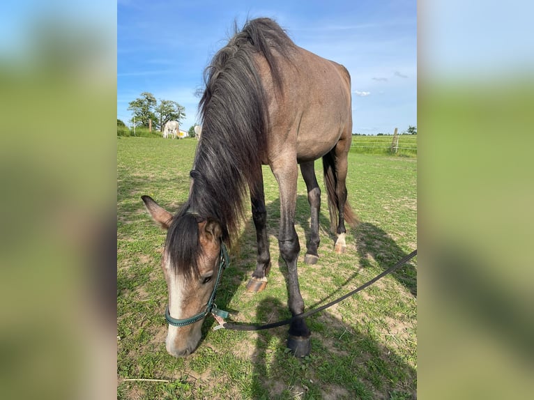 PRE Giumenta 2 Anni 164 cm Grigio in Bibertal